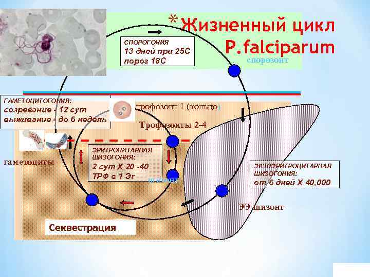 * Жизненный цикл СПОРОГОНИЯ 13 дней при 25 С порог 18 С ГАМЕТОЦИТОГОНИЯ: созревание