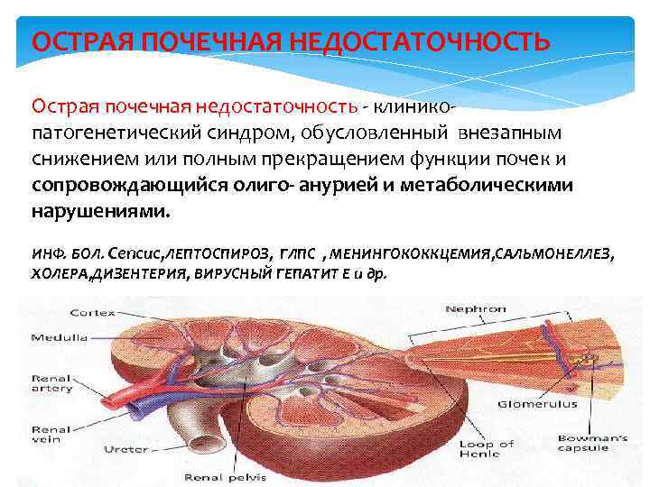 ОСТРАЯ ПОЧЕЧНАЯ НЕДОСТАТОЧНОСТЬ Острая почечная недостаточность клинико патогенетический синдром, обусловленный внезапным снижением или полным