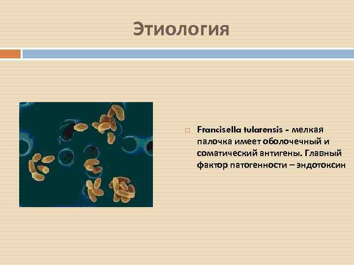 Этиология Francisella tularensis - мелкая палочка имеет оболочечный и соматический антигены. Главный фактор патогенности