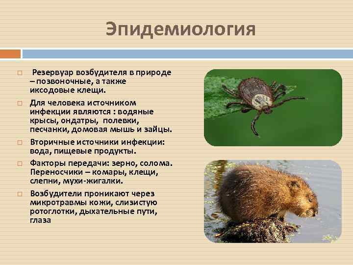 Эпидемиология Резервуар возбудителя в природе – позвоночные, а также иксодовые клещи. Для человека источником