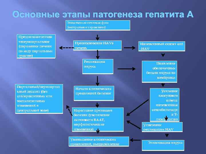 Основные этапы патогенеза гепатита А Эпидемиологическая фаза (энтеральное заражение) Предположительно энтеропортальное (поражение печени по