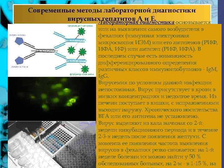 Современные методы лабораторной диагностики вирусных гепатитов А и Е. Лабораторная диагностика основывается Признаки или