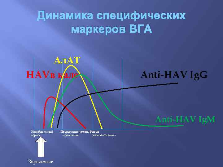 Динамика специфических маркеров ВГА Ал. АТ HAVв кале Anti-HAV Ig. G Anti HAV Ig.