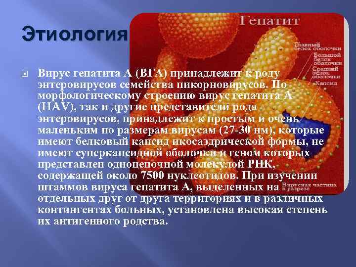 Этиология Вирус гепатита А (ВГА) принадлежит к роду энтеровирусов семейства пикорновирусов. По морфологическому строению