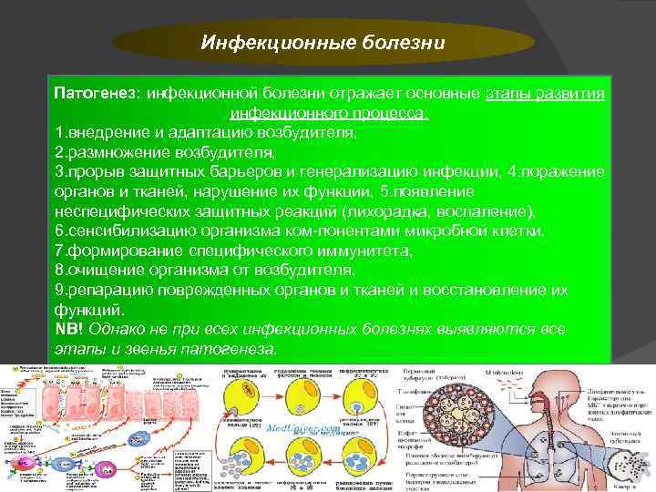 Инфекционные болезни Патогенез: инфекционной болезни отражает основные этапы развития инфекционного процесса: 1. внедрение и