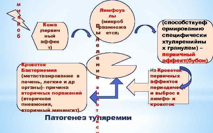 м и к р о б Кожа (первич ный аффек т) Кровоток Бактериемия (метастазирование