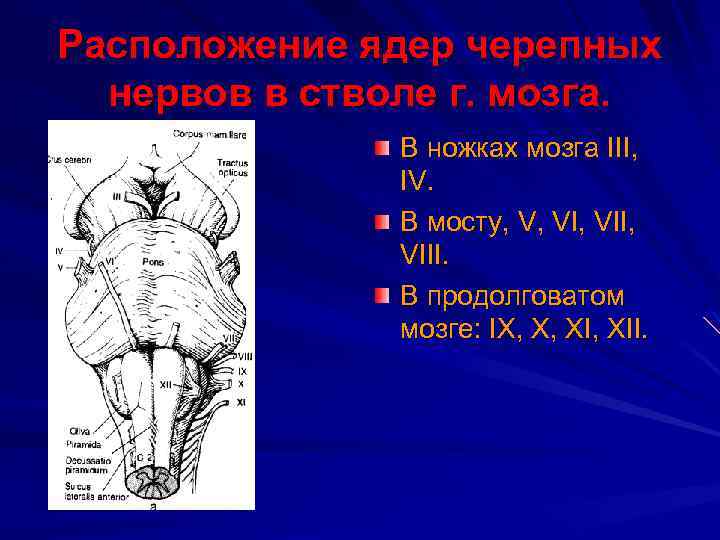 Расположение ядер черепных нервов в стволе г. мозга. В ножках мозга III, IV. В
