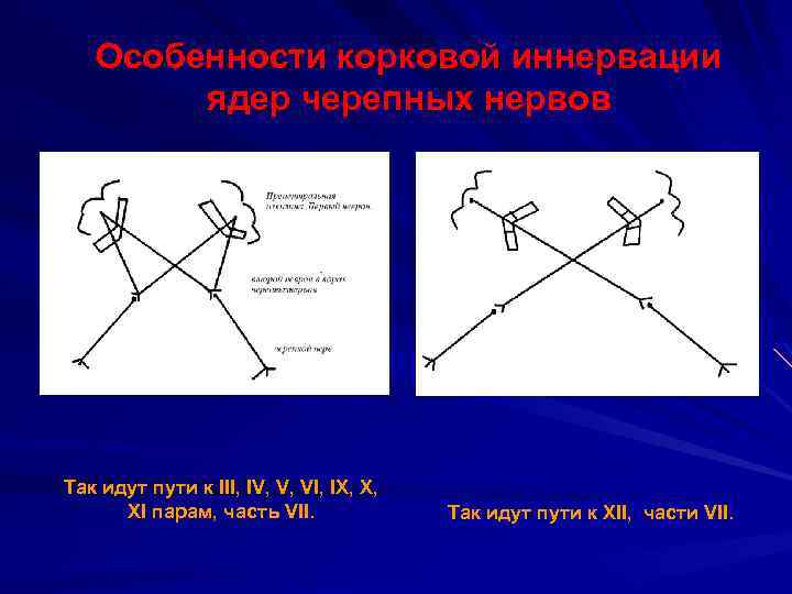Особенности корковой иннервации ядер черепных нервов Так идут пути к III, IV, V, VI,