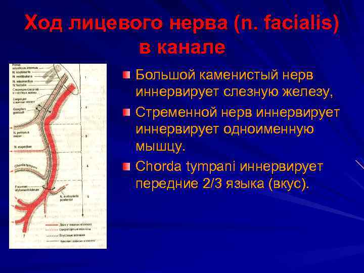 Ход лицевого нерва (n. facialis) в канале Большой каменистый нерв иннервирует слезную железу, Стременной