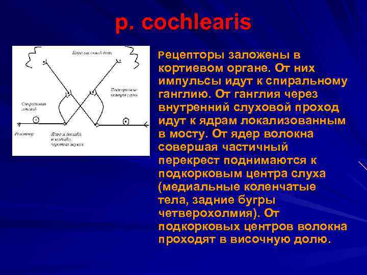 р. cochlearis Рецепторы заложены в кортиевом органе. От них импульсы идут к спиральному ганглию.
