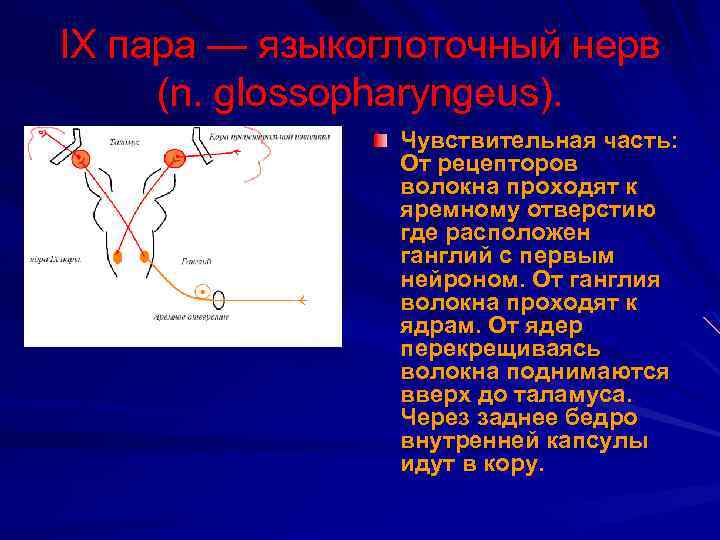 IX пара — языкоглоточный нерв (n. glossopharyngeus). Чувствительная часть: От рецепторов волокна проходят к