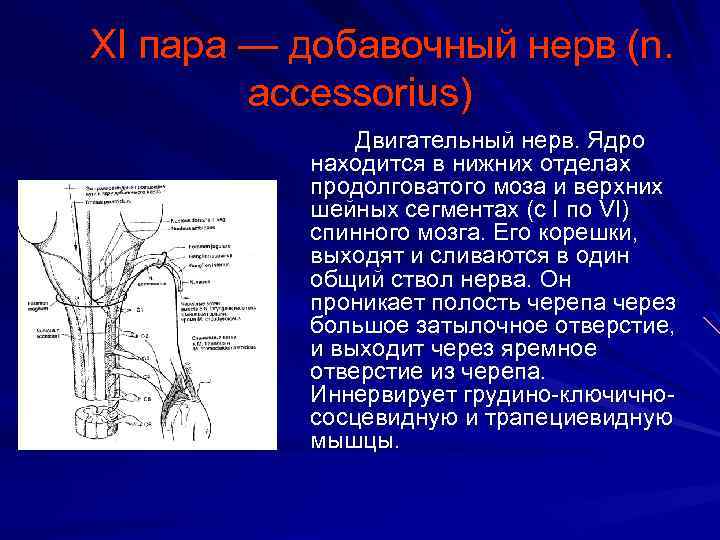  XI пара — добавочный нерв (n. accessorius) Двигательный нерв. Ядро находится в нижних