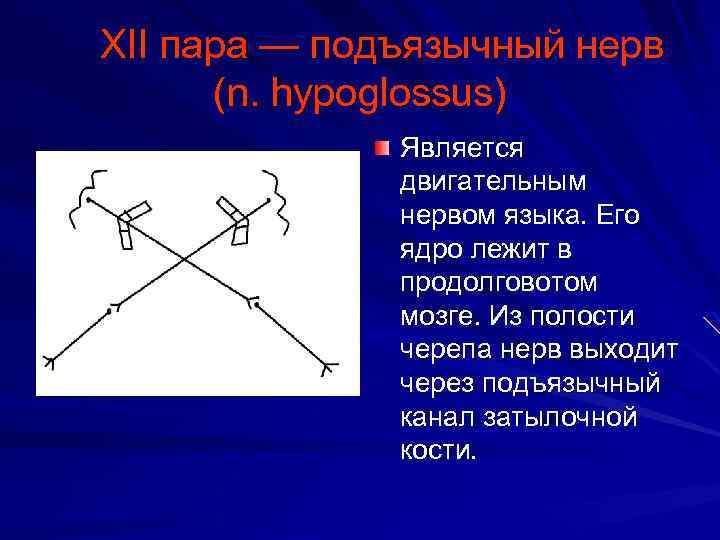  XII пара — подъязычный нерв (n. hypoglossus) Является двигательным нервом языка. Его ядро