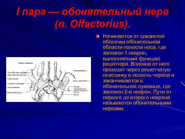I пара — обонятельный нерв (n. Оlfactorius). Начинаются от слизистой оболочки обонятельной области полости