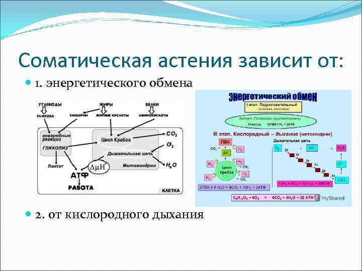 Последовательность процессов энергетического обмена