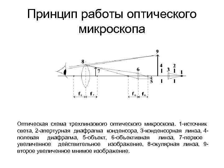 Оптическая схема микроскопа