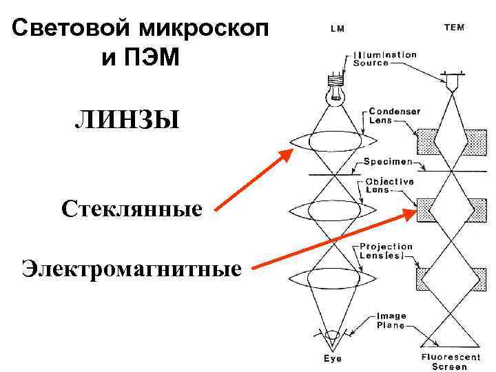 Увеличение изображения обеспечиваемое световым микроскопом соответствует увеличение