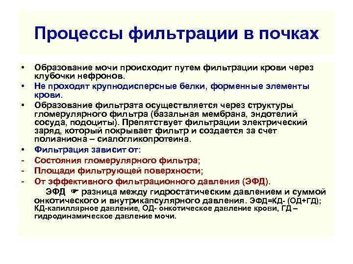 Процессы фильтрации в почках • Образование мочи происходит путем фильтрации крови через клубочки нефронов.