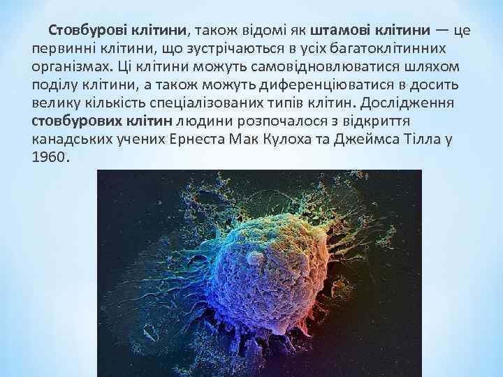 Стовбурові клітини, також відомі як штамові клітини — це первинні клітини, що зустрічаються в