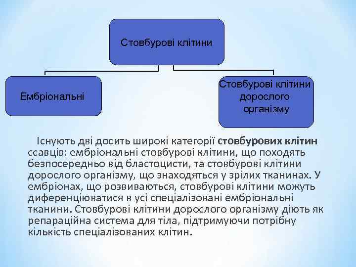 Стовбурові клітини Ембріональні Стовбурові клітини дорослого організму Існують дві досить широкі категорії стовбурових клітин