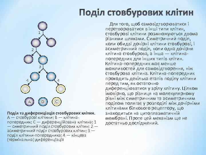 Для того, щоб самовідтворюватися і перетворюватися в інші типи клітин, стовбурові клітини розмножуються двома