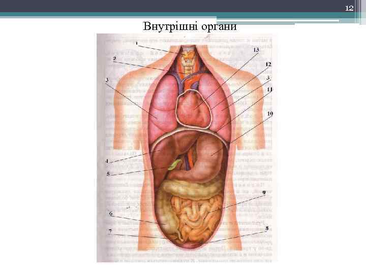 12 Внутрішні органи 
