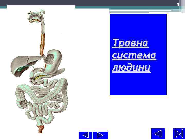 5 Травна система людини 