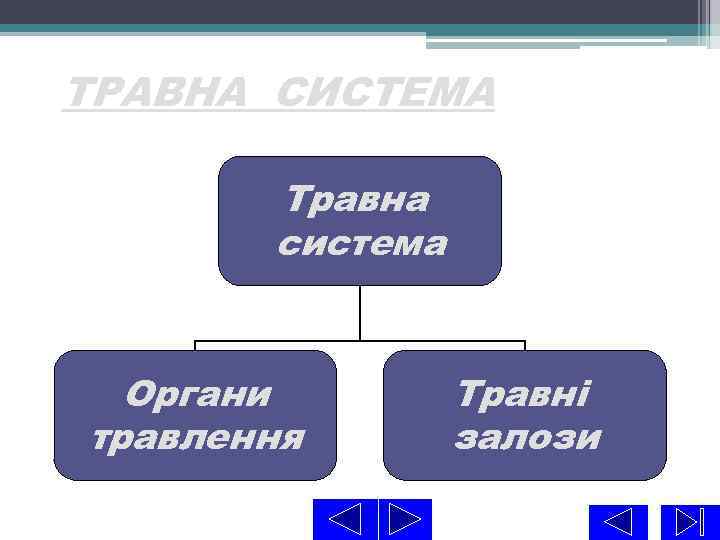 ТРАВНА СИСТЕМА Травна система Органи травлення Травні залози 6 