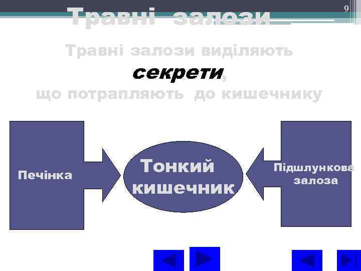 Травні залози 9 Травні залози виділяють секрети, що потрапляють до кишечнику Печінка Тонкий кишечник
