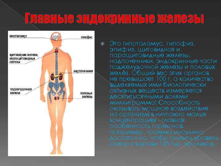 Главные эндокринные железы Это гипоталамус, гипофиз, эпифиз, щитовидная и паращитовидные железы, надпочечники, эндокринные части