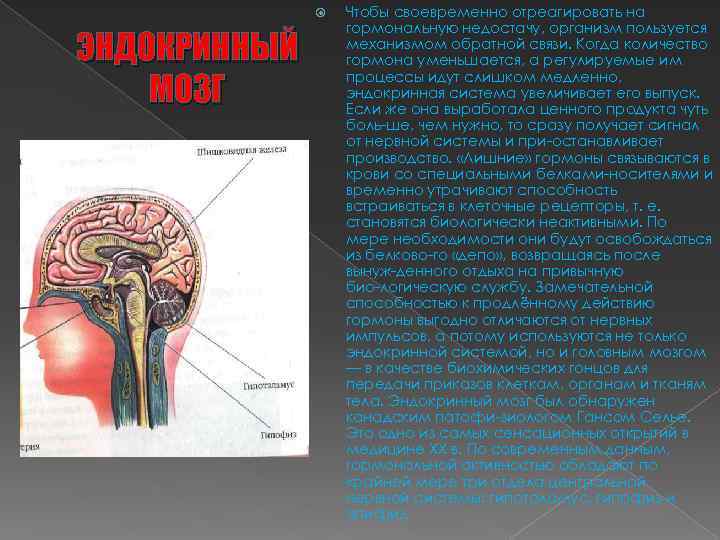  ЭНДОКРИННЫЙ МОЗГ Чтобы своевременно отреагировать на гормональную недостачу, организм пользуется механизмом обратной связи.