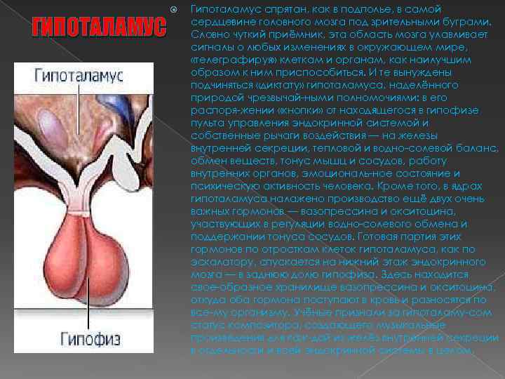 ГИПОТАЛАМУС Гипоталамус спрятан, как в подполье, в самой сердцевине головного мозга под зрительными буграми.