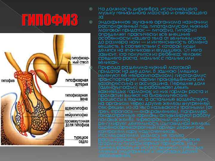ГИПОФИЗ На должность дирижёра, исполняющего музыку гениального маэстро и отвечающего за эндокринное звучание организма