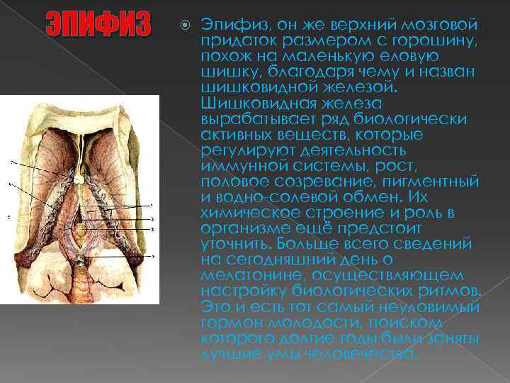 ЭПИФИЗ Эпифиз, он же верхний мозговой придаток размером с горошину, похож на маленькую еловую