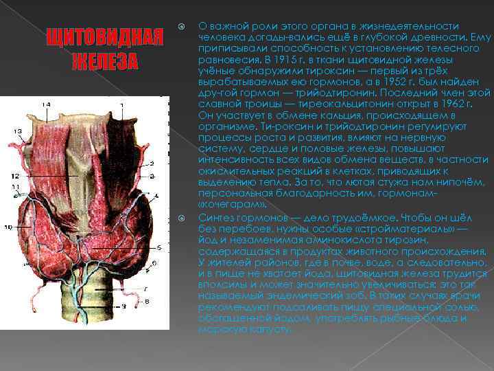 ЩИТОВИДНАЯ ЖЕЛЕЗА О важной роли этого органа в жизнедеятельности человека догады вались ещё в