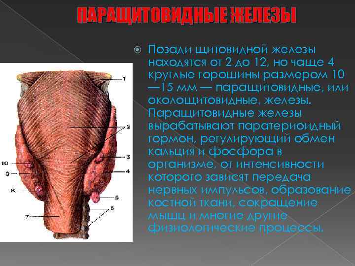 ПАРАЩИТОВИДНЫЕ ЖЕЛЕЗЫ Позади щитовидной железы находятся от 2 до 12, но чаще 4 круглые