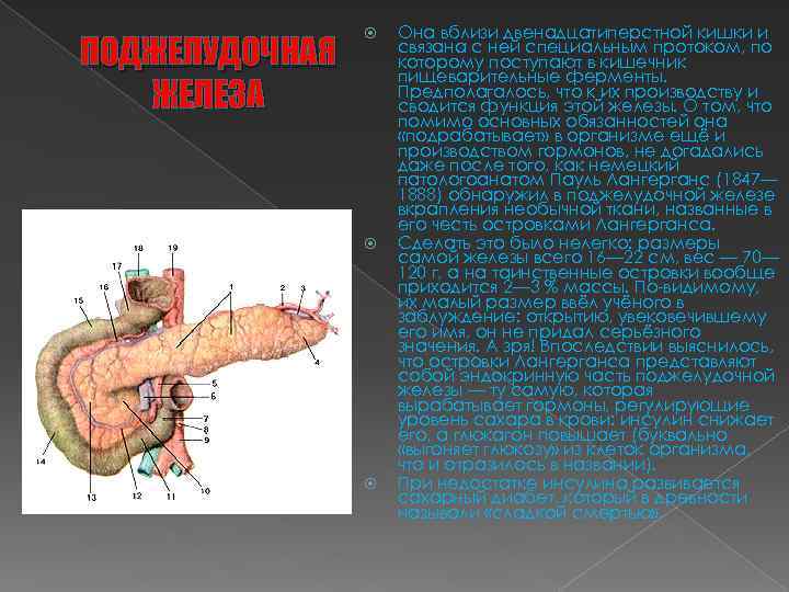 ПОДЖЕЛУДОЧНАЯ ЖЕЛЕЗА Она вблизи двенадцатиперстной кишки и связана с ней специальным протоком, по которому
