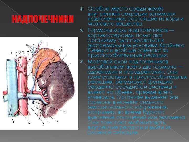 Особое место среди желёз внут ренней секреции занимают надпочечники, состоящие из коры и мозгового