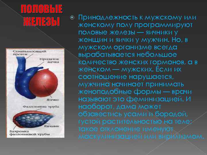 ПОЛОВЫЕ ЖЕЛЕЗЫ Принадлежность к мужскому или женскому полу программируют половые железы — яичники у
