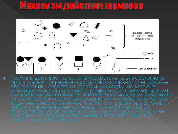 Механизм действия гормонов Гормоны действуют на органы избирательно, это объясняется тем, что клетки определенных