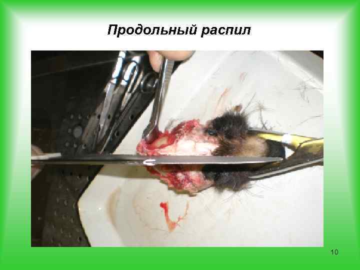 Продольный распил 10 