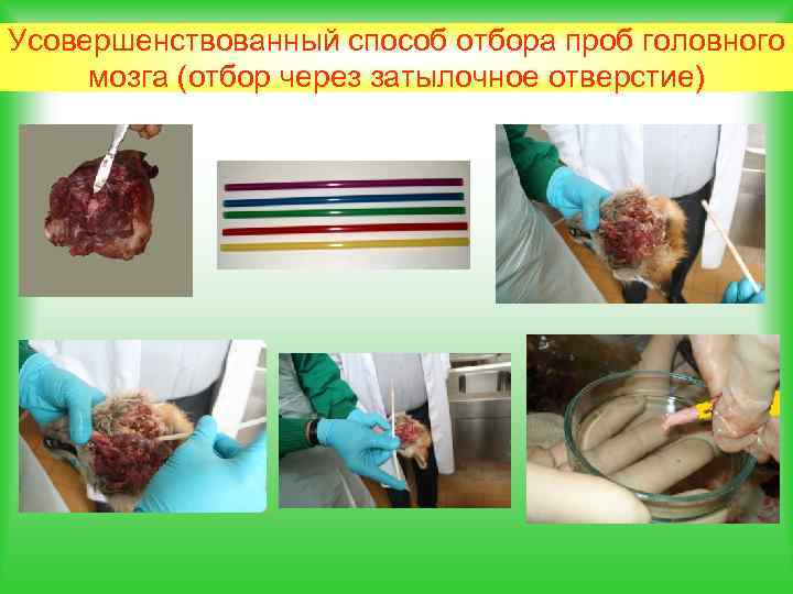 Усовершенствованный способ отбора проб головного мозга (отбор через затылочное отверстие) 