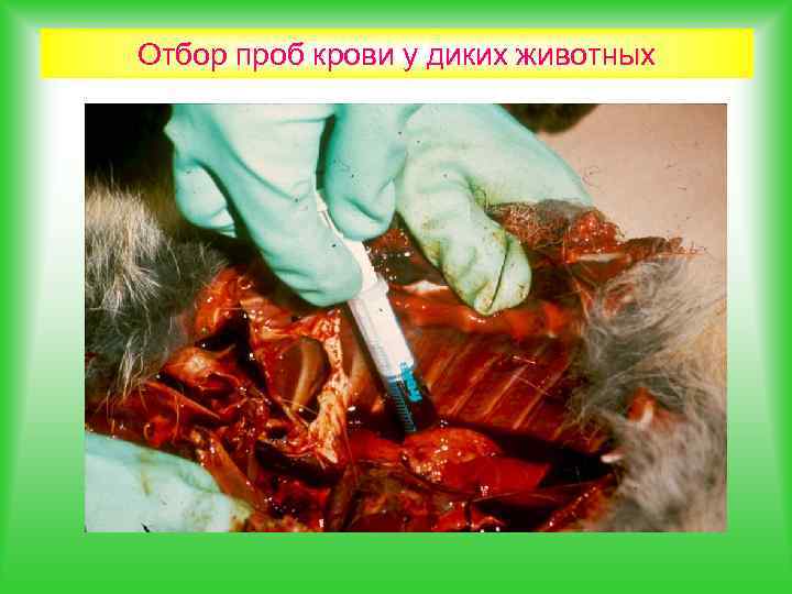 Отбор проб крови у диких животных 