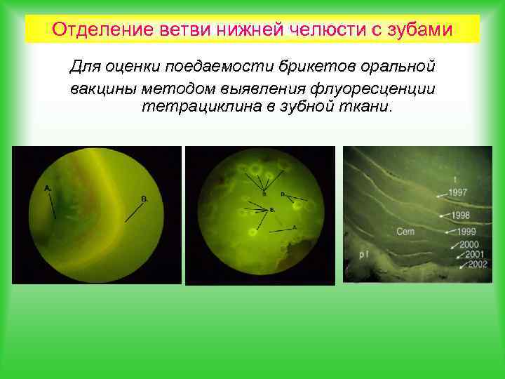 Отделение ветви нижней челюсти с зубами Для оценки поедаемости брикетов оральной вакцины методом выявления