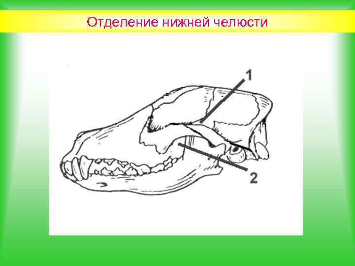 Отделение нижней челюсти 