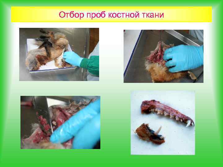 Отбор проб костной ткани 