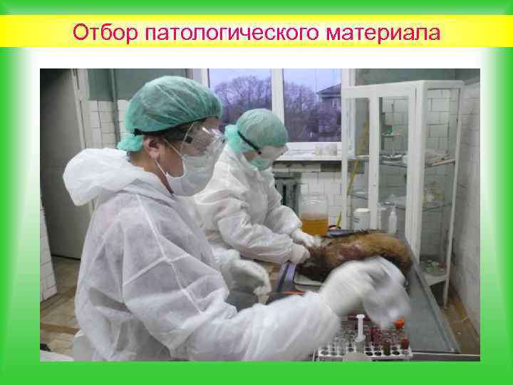 Отбор патологического материала 