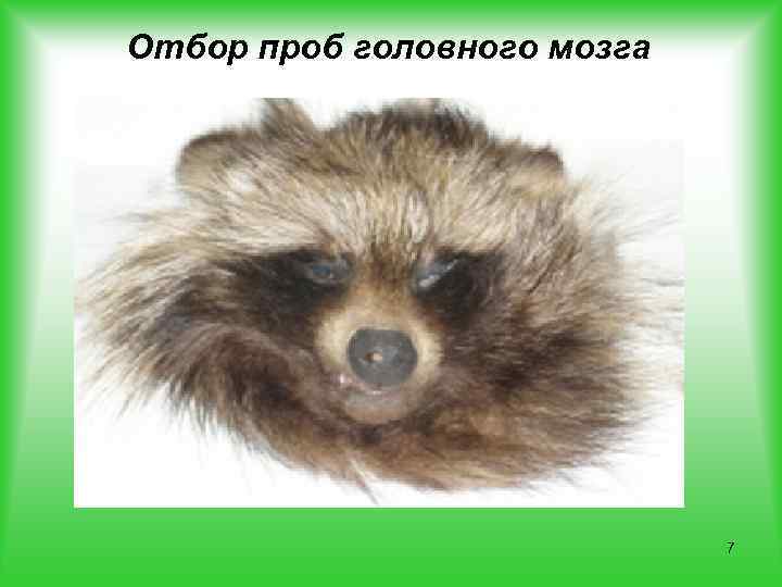 Отбор проб головного мозга 7 