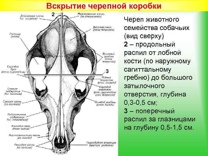 Типы черепов животных