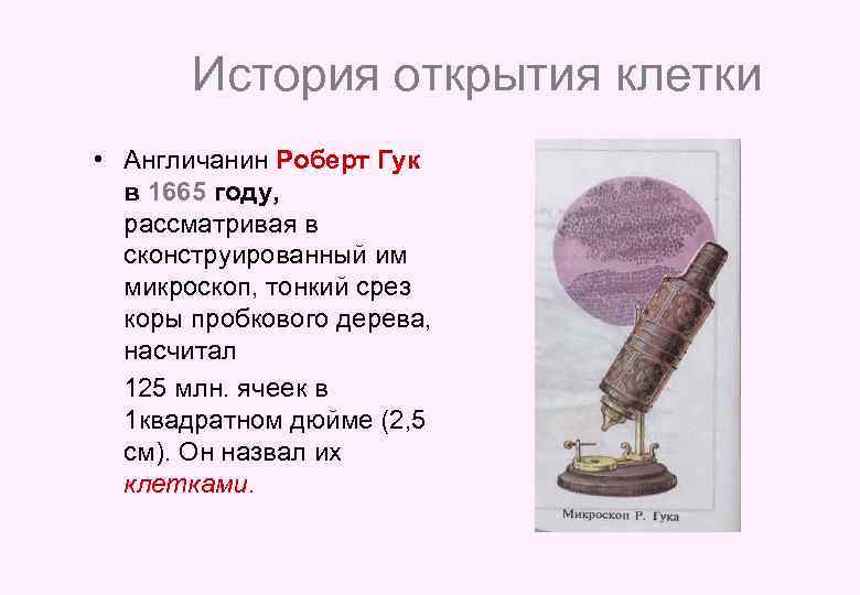 История открытия клетки • Англичанин Роберт Гук в 1665 году, рассматривая в сконструированный им